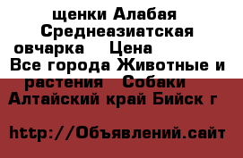 щенки Алабая (Среднеазиатская овчарка) › Цена ­ 15 000 - Все города Животные и растения » Собаки   . Алтайский край,Бийск г.